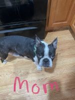 Boston Terrier Puppies for sale in Utica, New York. price: $300