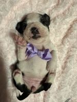 Boston Terrier Puppies for sale in Wesley Chapel, Florida. price: $1,000
