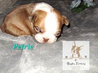 Boston Terrier Puppies for sale in Colorado Springs, CO, USA. price: $2,000