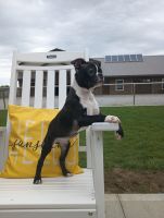 Boston Terrier Puppies for sale in Woodburn, IN 46797, USA. price: $400
