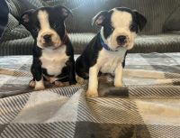 Boston Terrier Puppies for sale in Gardner, ND 58036, USA. price: $800