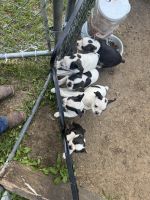 Boston Terrier Puppies for sale in Dowagiac, MI 49047, USA. price: $500
