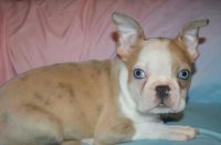 Boston Terrier Puppies for sale in Mountain Grove, MO 65711, USA. price: $800
