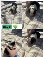 Boston Terrier Puppy