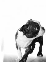 Boston Terrier Puppies for sale in Maxwell, CA 95955, USA. price: $1,500