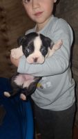 Boston Terrier Puppies for sale in Crown City, OH 45623, USA. price: $500