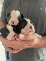 Boston Terrier Puppies for sale in Charlottesville, VA, USA. price: $800