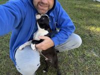 Boston Terrier Puppies for sale in 3107 NE 46th Ave, Ocala, FL 34470, USA. price: $500
