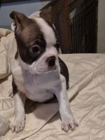 Boston Terrier Puppies for sale in Pelzer, SC, USA. price: $700