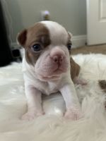 Boston Terrier Puppies for sale in Huntington Beach, CA, USA. price: $2,000