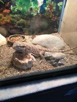 Bouchia Clawed Frog Amphibians for sale in Paynesville, MN 56362, USA. price: $30