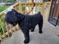 Bouvier des Flandres Puppies for sale in South Holland, IL, USA. price: $150,000