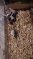 Bower's White-toothed Rat Rodents for sale in Star City, IN 46985, USA. price: NA