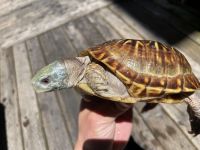 Adult desert box turtle Looking for a new home.