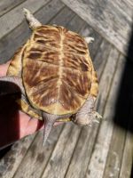 Adult desert box turtle Looking for a new home.