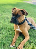 9 mo Pure Bred American Boxer for Sale