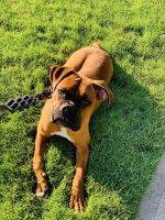 9 mo Pure Bred American Boxer for Sale