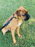 9 mo Pure Bred American Boxer for Sale