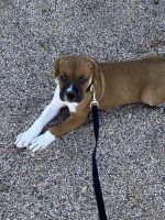 Boxer Puppy