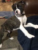 Ready for his forever home