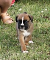 AKC Euro Boxer Puppies