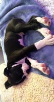 Sweet Male Brindle Boxer Puppy Monroe, NC