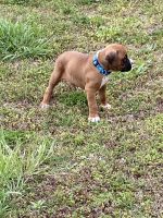 AKC REGISTERED MALE FAWN