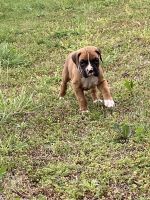 AKC REGISTERED MALE FAWN