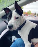 Pittbull boxer mixed