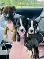 Akc boxer puppies In Fl