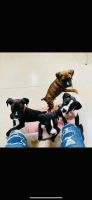 Akc boxer puppies In Fl
