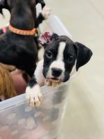 Akc boxer puppies In Fl