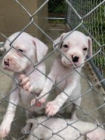 AKC Boxer Puppies