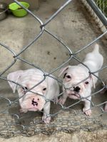 AKC Boxer Puppies