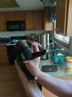 Beautiful brindle boxer puppies