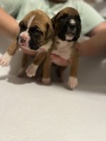 AKC boxers