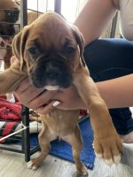 Boxer puppies
