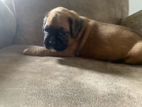 Boxer puppies ready 10/20/22