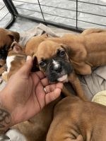 Boxer ready for new homes come get yours today Tails docked and declaw
