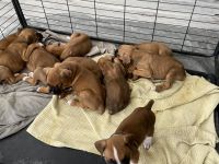 Boxer ready for new homes come get yours today Tails docked and declaw