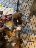 Boxer Puppies