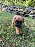 AKC Female Fawn Boxer