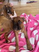 AKC Female Fawn Boxer