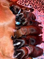 Boxer pups for sale brindle and fawn