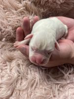 Purebred Boxer Puppies