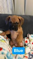 German/American Boxer