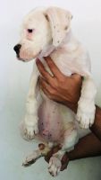 Boxer Puppies for sale in Bhayandar, Bhayandar East, Mira Bhayandar, Maharashtra, India. price: 17,000 INR
