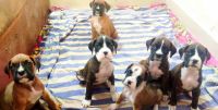 Boxer Puppies for sale in Marathahalli, Bengaluru, Karnataka, India. price: 14000 INR