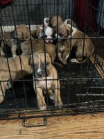 Puppy’s boxer 2 months old