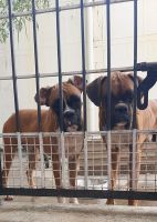 Boxer Puppies for sale in Karaikudi, Tamil Nadu, India. price: 30,000 INR